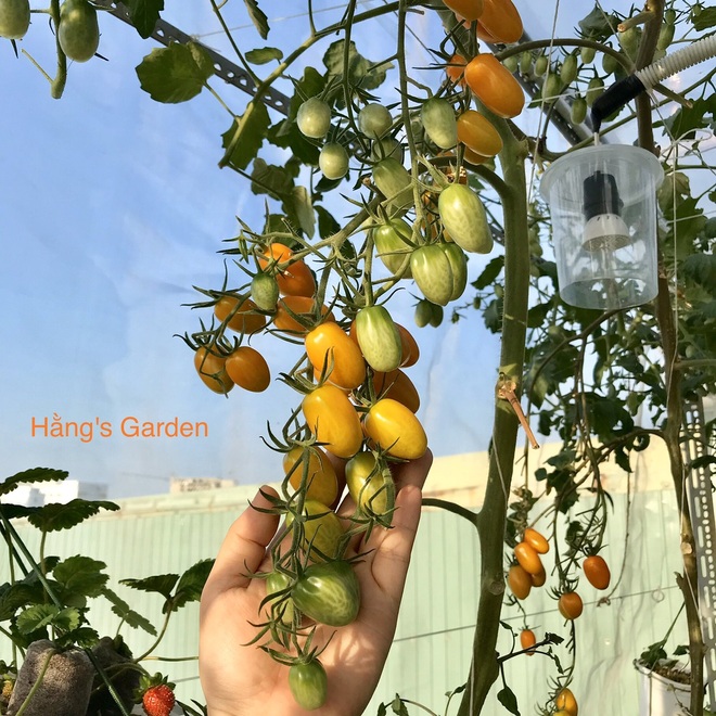 Kinh nghiệm trồng cà chua sai trĩu trên sân thượng của nữ gia chủ Đà Nẵng - 5
