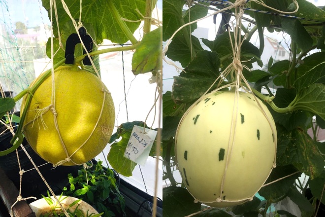 Gia chủ Sài Gòn vác đất lên sân thượng, làm vườn rau trái xanh sum suê - 11 Gia chủ Sài Gòn vác đất lên sân thượng, làm vườn rau trái xanh sum suê - 11