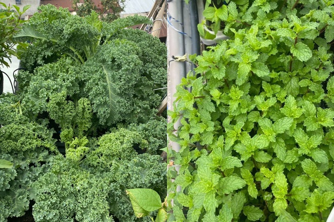 Gia chủ Sài Gòn vác đất lên sân thượng, làm vườn rau trái xanh sum suê - 14