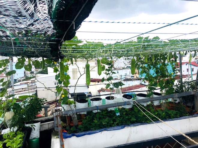 Gia chủ Sài Gòn vác đất lên sân thượng, làm vườn rau trái xanh sum suê - 1