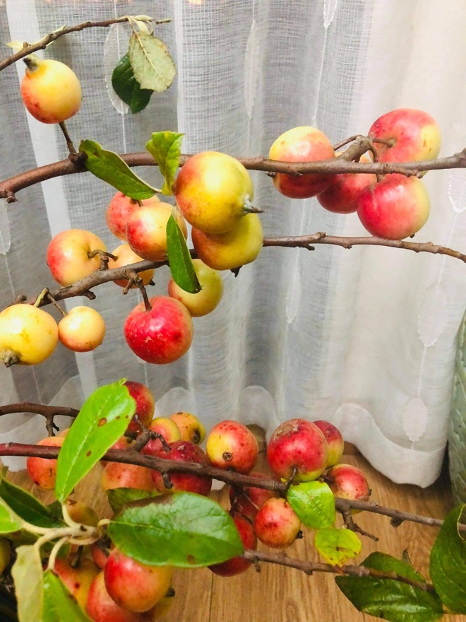 Thay cắm hoa tươi, táo mèo cả cành được ưa chuộng bất ngờ - 6 Thay cắm hoa tươi, táo mèo cả cành được ưa chuộng bất ngờ - 6