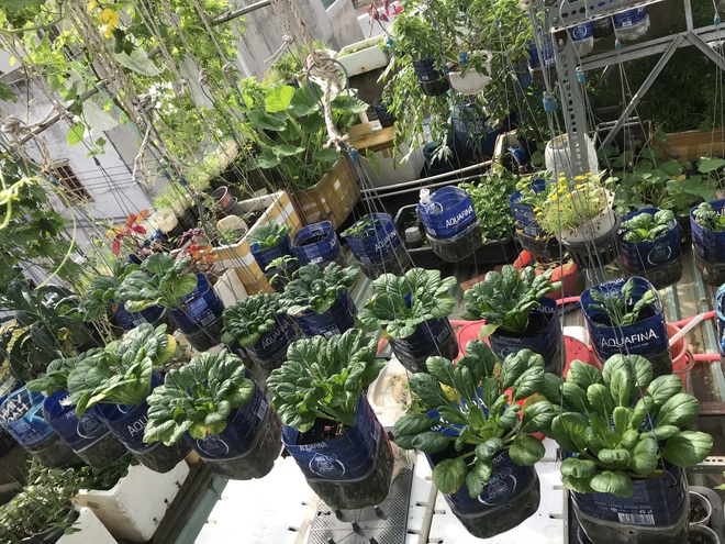 Giấu chồng làm vườn rau sạch, vợ đảm gây bất ngờ với thành quả trên mái tôn - 10 Giấu chồng làm vườn rau sạch, vợ đảm gây bất ngờ với thành quả trên mái tôn - 10