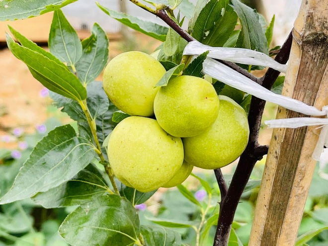 Mẹ Việt tự cuốc đất trồng rau, làm vườn hữu cơ tại Hàn Quốc - 5 Mẹ Việt tự cuốc đất trồng rau, làm vườn hữu cơ tại Hàn Quốc - 5