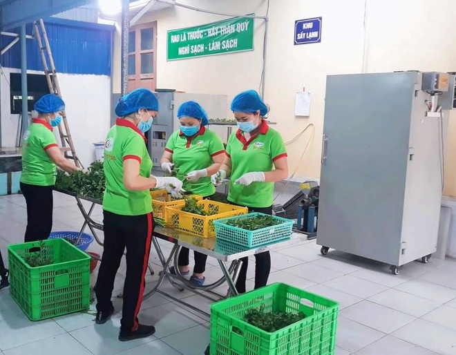 Bỏ phố về quê làm bột rau, 8X Hải Phòng thu tiền tỷ mỗi năm - 4 Bỏ phố về quê làm bột rau, 8X Hải Phòng thu tiền tỷ mỗi năm - 4