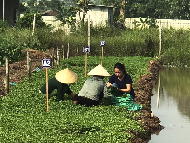 Bỏ phố về quê làm bột rau, 8X Hải Phòng thu tiền tỷ mỗi năm - 2 Bỏ phố về quê làm bột rau, 8X Hải Phòng thu tiền tỷ mỗi năm - 2