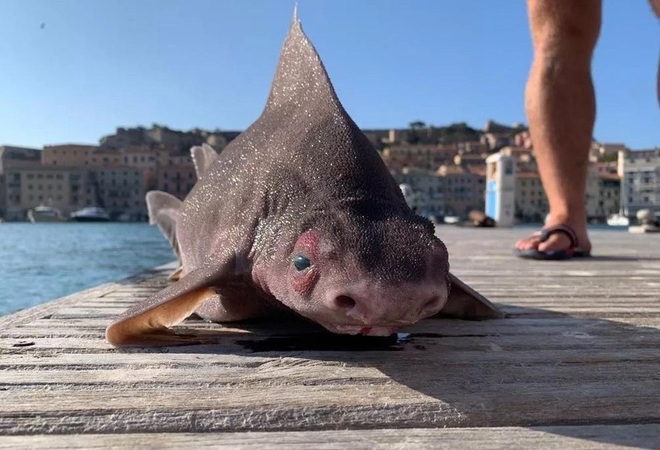 Cá mập mặt lợn kỳ dị xuất hiện ở biển Địa Trung Hải - 1