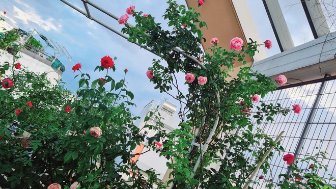 Khu vườn rực rỡ giữa mùa dịch của người phụ nữ Sài thành thức khuya dậy sớm - 11 Khu vườn rực rỡ giữa mùa dịch của người phụ nữ Sài thành thức khuya dậy sớm - 11