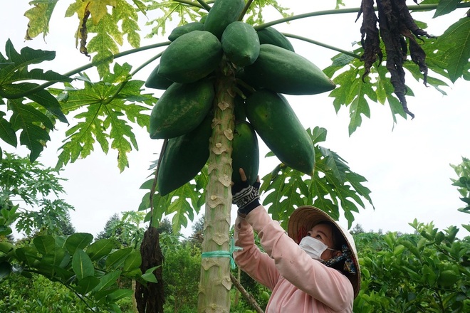 Dành tặng cả vườn rau, cây trái hỗ trợ những người khó khăn mùa dịch - 1 Dành tặng cả vườn rau, cây trái hỗ trợ những người khó khăn mùa dịch - 1