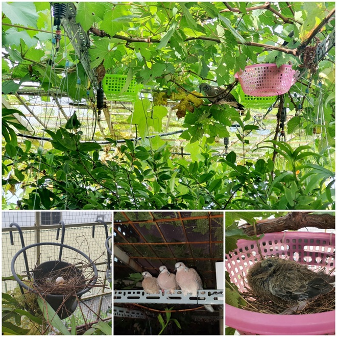 Kỹ sư làm vườn sân thượng xanh mướt, rộn ràng tiếng chim giữa lòng Thủ đô - 8 Kỹ sư làm vườn sân thượng xanh mướt, rộn ràng tiếng chim giữa lòng Thủ đô - 8