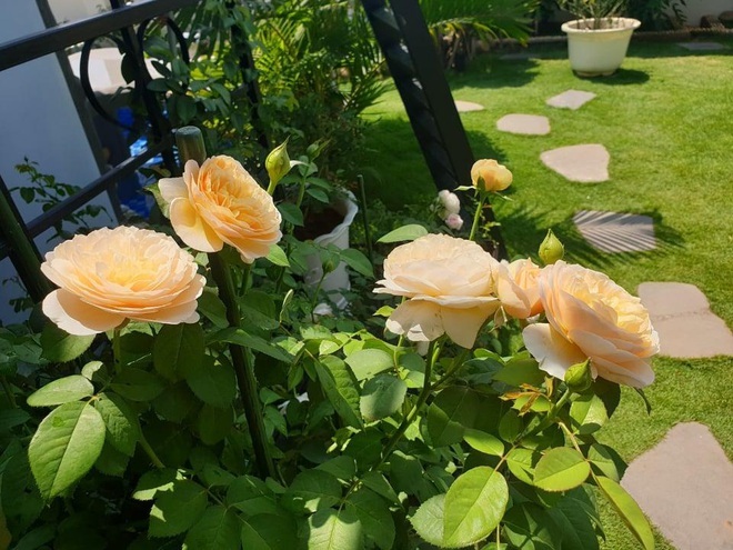 Những vườn hoa hồng tràn ngập hương sắc trên sân thượng của gia chủ Việt - 9 Những vườn hoa hồng tràn ngập hương sắc trên sân thượng của gia chủ Việt - 9