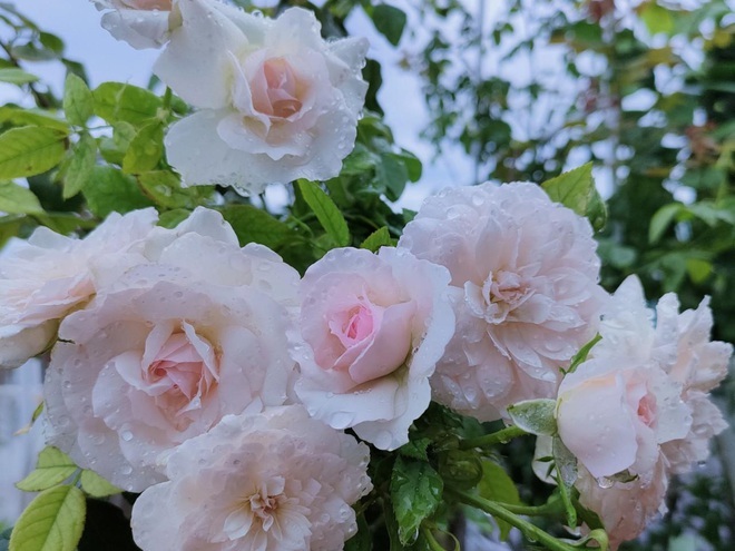 Những vườn hoa hồng tràn ngập hương sắc trên sân thượng của gia chủ Việt - 14