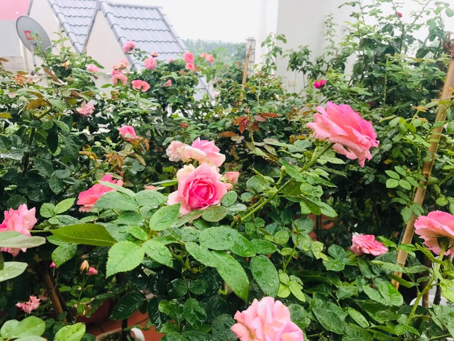 Những vườn hoa hồng tràn ngập hương sắc trên sân thượng của gia ...