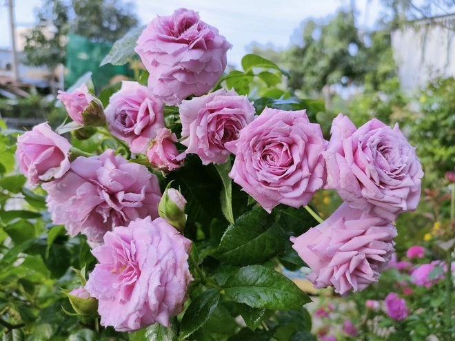 Những vườn hoa hồng tràn ngập hương sắc trên sân thượng của gia chủ Việt - 12
