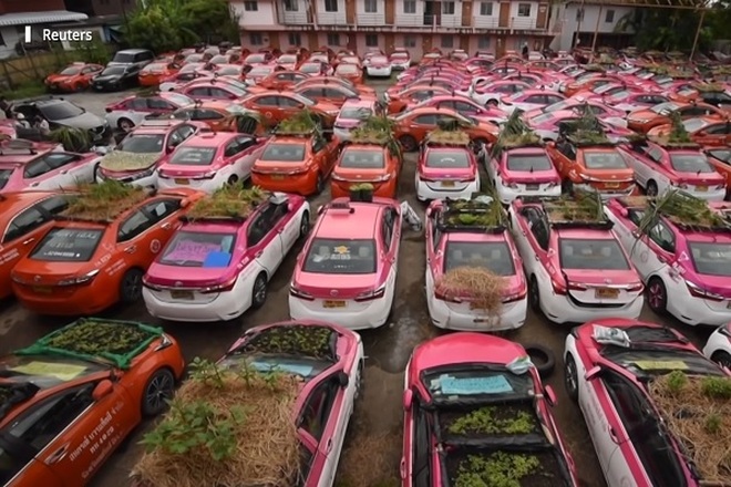 Hàng trăm xe taxi biến thành vườn rau mini ở Thái Lan - 1 Hàng trăm xe taxi biến thành vườn rau mini ở Thái Lan - 1