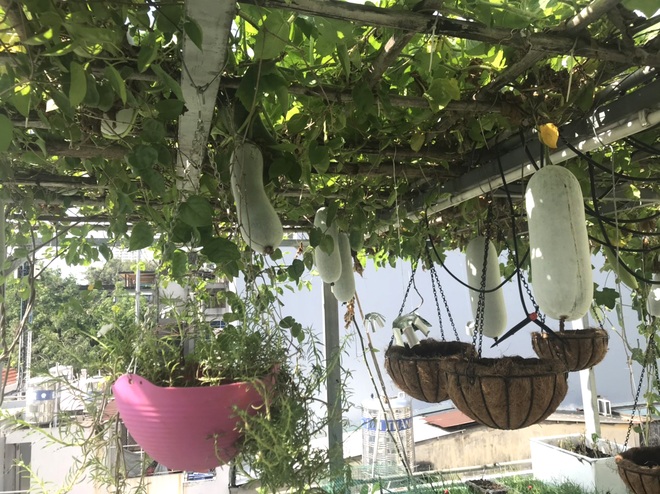 Chi 30 triệu đồng làm vườn sân thượng, gia chủ Sài Gòn thu hoạch mỏi tay - 3 Chi 30 triệu đồng làm vườn sân thượng, gia chủ Sài Gòn thu hoạch mỏi tay - 3