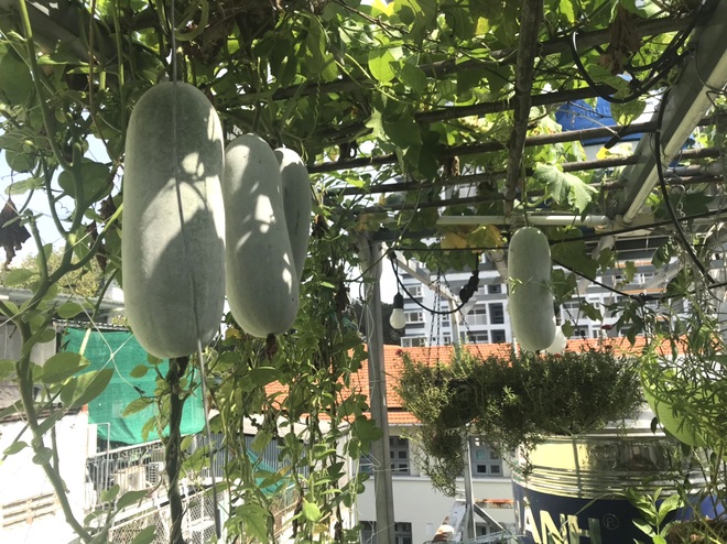 Chi 30 triệu đồng làm vườn sân thượng, gia chủ Sài Gòn thu hoạch mỏi tay - 12 Chi 30 triệu đồng làm vườn sân thượng, gia chủ Sài Gòn thu hoạch mỏi tay - 12