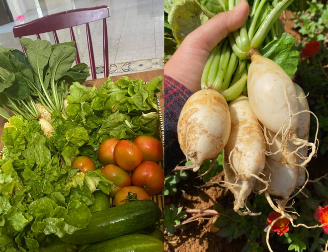 Vườn rau nghĩa tình giúp bà con TPHCM mùa dịch của mẹ đảm ở Lâm Đồng - 3 Vườn rau nghĩa tình giúp bà con TPHCM mùa dịch của mẹ đảm ở Lâm Đồng - 3