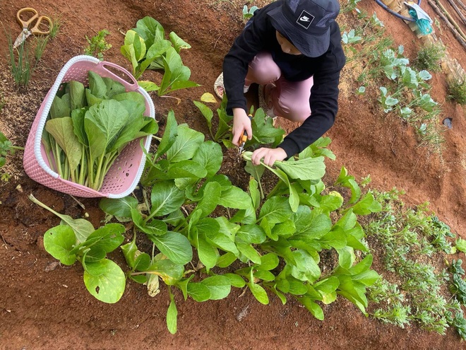 Vườn rau nghĩa tình giúp bà con TPHCM mùa dịch của mẹ đảm ở Lâm Đồng - 6 Vườn rau nghĩa tình giúp bà con TPHCM mùa dịch của mẹ đảm ở Lâm Đồng - 6