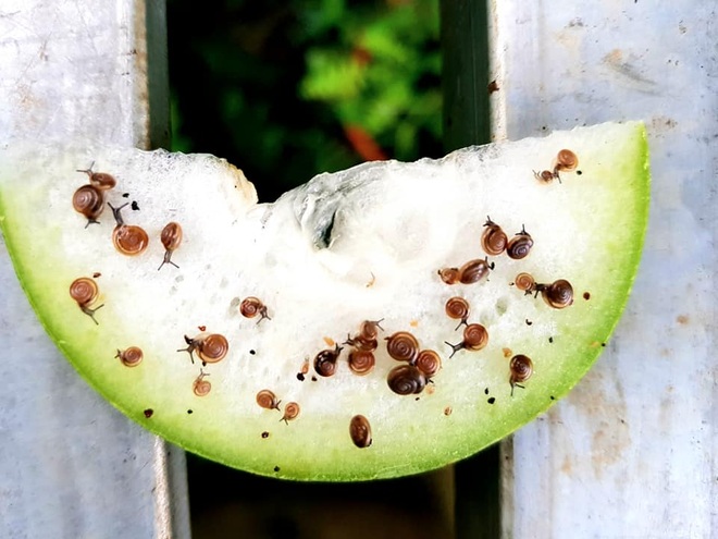 Người trồng rau tại nhà mách nhau bí kíp trị ốc sên hiệu quả - 4 Người trồng rau tại nhà mách nhau bí kíp trị ốc sên hiệu quả - 4