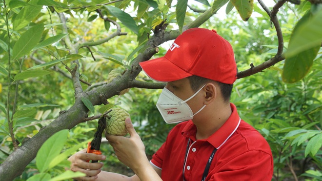 JT Express nối dài hành trình hỗ trợ tiêu thụ nông sản Việt - 2 JT Express nối dài hành trình hỗ trợ tiêu thụ nông sản Việt - 2