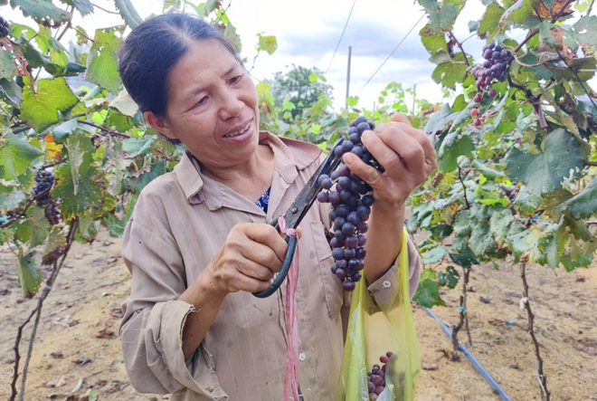 Người phụ nữ liều đổ hàng trăm triệu đồng thử trồng nho trên đất cằn - 5 Người phụ nữ liều đổ hàng trăm triệu đồng thử trồng nho trên đất cằn - 5
