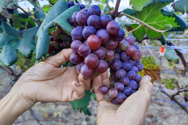 Người phụ nữ liều đổ hàng trăm triệu đồng thử trồng nho trên đất cằn - 3 Người phụ nữ liều đổ hàng trăm triệu đồng thử trồng nho trên đất cằn - 3