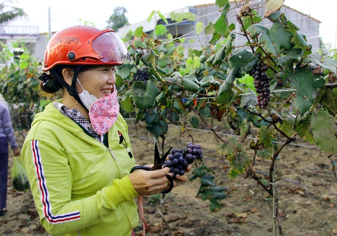 Người phụ nữ liều đổ hàng trăm triệu đồng thử trồng nho trên đất cằn - 4 Người phụ nữ liều đổ hàng trăm triệu đồng thử trồng nho trên đất cằn - 4