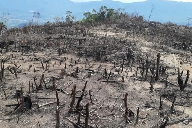 Tổng cục Lâm nghiệp chỉ đạo nóng về 2 vụ phá rừng ở Bình Định - 1