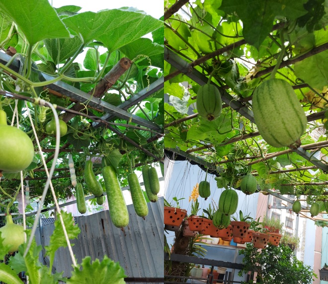 Tái chế đồ cũ, gia chủ Bình Dương làm vườn mái tôn chẳng thiếu gì - 7 Tái chế đồ cũ, gia chủ Bình Dương làm vườn mái tôn chẳng thiếu gì - 7