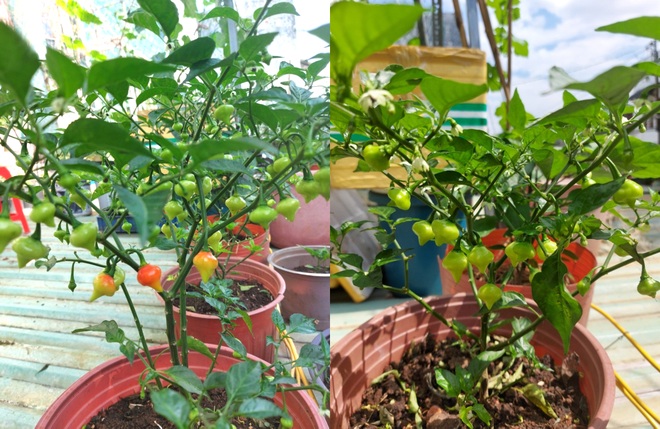 Tái chế đồ cũ, gia chủ Bình Dương làm vườn mái tôn chẳng thiếu gì - 8 Tái chế đồ cũ, gia chủ Bình Dương làm vườn mái tôn chẳng thiếu gì - 8