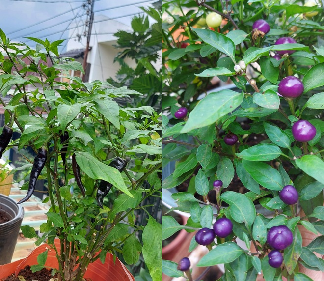 Tái chế đồ cũ, gia chủ Bình Dương làm vườn mái tôn chẳng thiếu gì - 11 Tái chế đồ cũ, gia chủ Bình Dương làm vườn mái tôn chẳng thiếu gì - 11