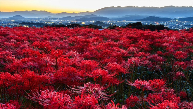 Cảnh sắc đẹp như tranh vẽ của mùa hoa bỉ ngạn nở đỏ rực trời Nhật Bản - 3