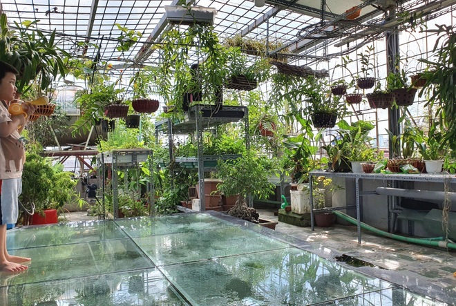 Trồng cây trong aviary