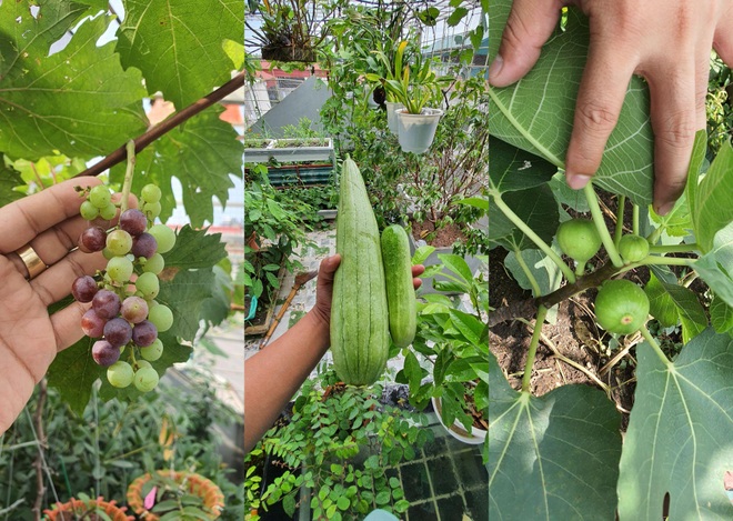 Kỹ sư ở Hà Nội mang quê vào phố, làm vườn, nuôi chim trên nóc nhà - 9 Kỹ sư ở Hà Nội mang quê vào phố, làm vườn, nuôi chim trên nóc nhà - 9