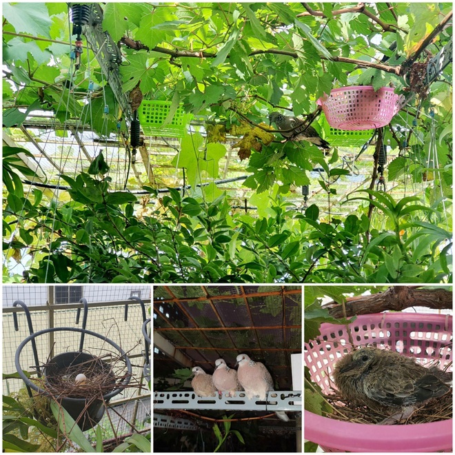 Kỹ sư ở Hà Nội mang quê vào phố, làm vườn, nuôi chim trên nóc nhà - 11 Kỹ sư ở Hà Nội mang quê vào phố, làm vườn, nuôi chim trên nóc nhà - 11