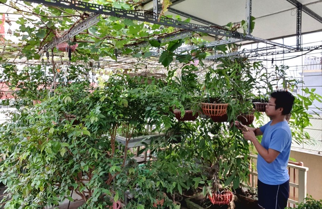Kỹ sư ở Hà Nội mang quê vào phố, làm vườn, nuôi chim trên nóc nhà - 13 Kỹ sư ở Hà Nội mang quê vào phố, làm vườn, nuôi chim trên nóc nhà - 13