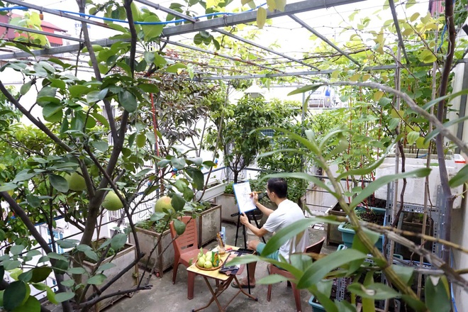 Vườn cây ăn quả trên sân thượng xanh tốt quanh năm của ông bố đảm Hà Nội - 5