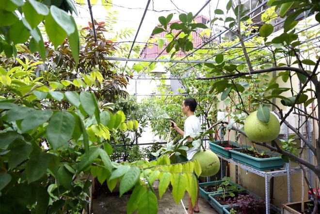 Vườn cây ăn quả trên sân thượng xanh tốt quanh năm của ông bố đảm Hà Nội - 1