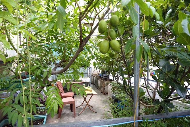 Vườn cây ăn quả trên sân thượng xanh tốt quanh năm của ông bố đảm Hà Nội - 3