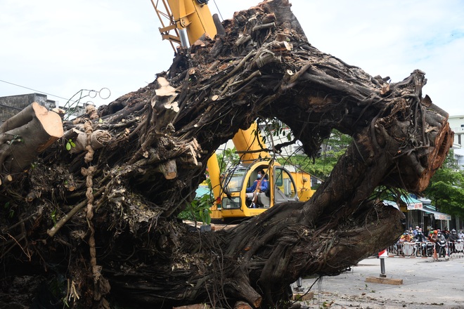 Cây đa khủng bật gốc bịt kín cửa ngõ, xe cẩu vật vã 4 ngày vẫn... bó tay  - 5