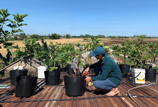 Nhiếp ảnh gia bê đất lên mái tôn, trồng vườn sung Mỹ 130 giống khác nhau - 4 Nhiếp ảnh gia bê đất lên mái tôn, trồng vườn sung Mỹ 130 giống khác nhau - 4