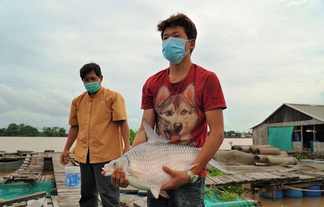 Lão nông Cần Thơ giàu lên nhờ cá thát lát và thủy quái trên sông - 3 Lão nông Cần Thơ giàu lên nhờ cá thát lát và thủy quái trên sông - 3