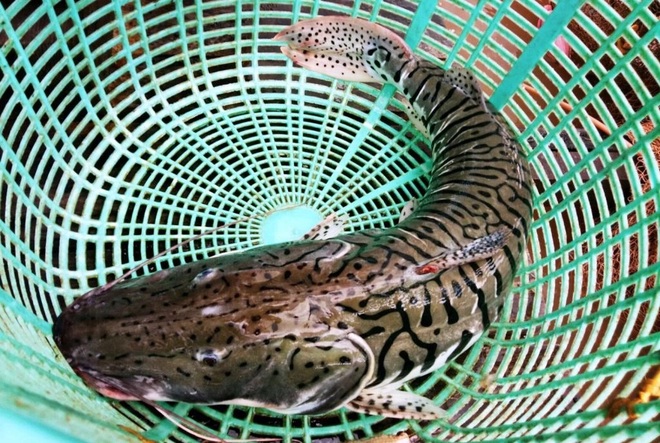 Lão nông Cần Thơ giàu lên nhờ cá thát lát và thủy quái trên sông - 4 Lão nông Cần Thơ giàu lên nhờ cá thát lát và thủy quái trên sông - 4