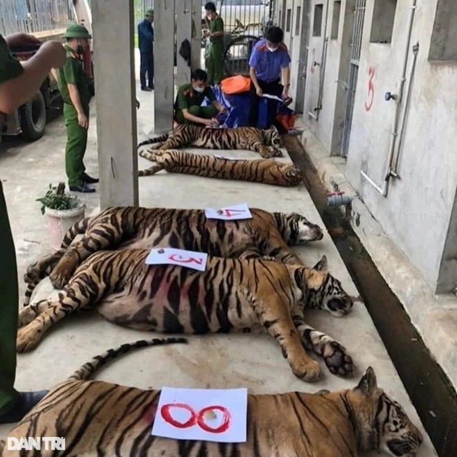 Vụ giải cứu 17 cá thể hổ: Thông tin mới về số phận 9 con hổ còn sống - 2