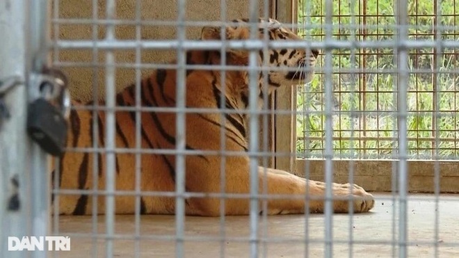 Vụ giải cứu 17 cá thể hổ: Thông tin mới về số phận 9 con hổ còn sống - 1