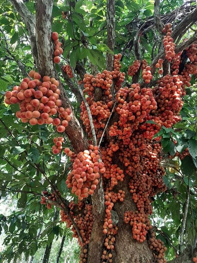Loài cây cho quả rực rỡ, tưởng trồng chơi mà thu nhập thật - 2 Loài cây cho quả rực rỡ, tưởng trồng chơi mà thu nhập thật - 2