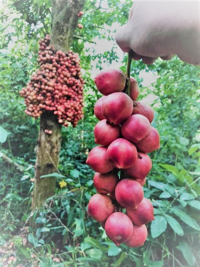Loài cây cho quả rực rỡ, tưởng trồng chơi mà thu nhập thật - 3 Loài cây cho quả rực rỡ, tưởng trồng chơi mà thu nhập thật - 3