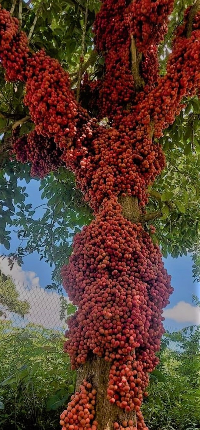 Loài cây cho quả rực rỡ, tưởng trồng chơi mà thu nhập thật - 5 Loài cây cho quả rực rỡ, tưởng trồng chơi mà thu nhập thật - 5