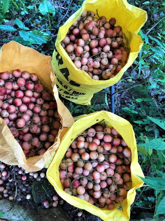 Loài cây cho quả rực rỡ, tưởng trồng chơi mà thu nhập thật - 6 Loài cây cho quả rực rỡ, tưởng trồng chơi mà thu nhập thật - 6