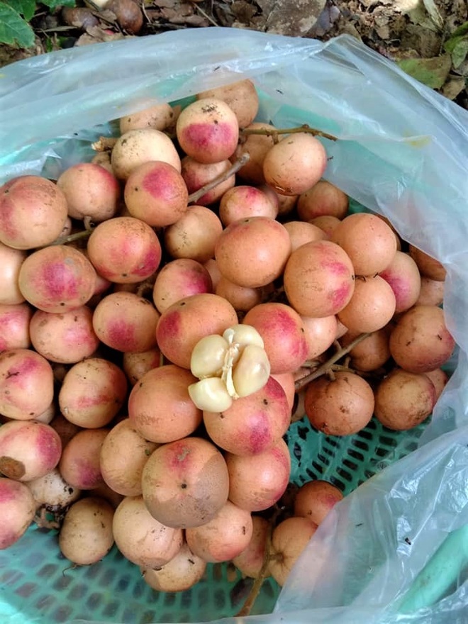 Loài cây cho quả rực rỡ, tưởng trồng chơi mà thu nhập thật - 7 Loài cây cho quả rực rỡ, tưởng trồng chơi mà thu nhập thật - 7